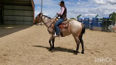 Colt Starter and Assistant Horse Trainer Certification – Training ...