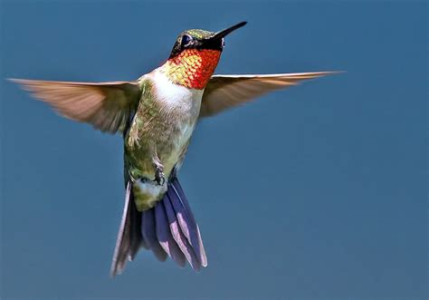 Hummingbirds see red, but prefer feeders with the freshest food ...