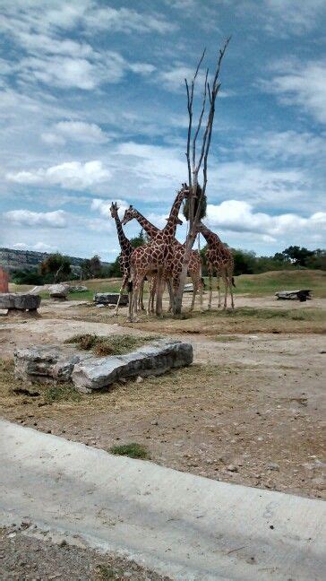 Jirafas Africam Safari, Puebla Safari, Animals, Giraffes, Animales, Animaux, Animal, Animais