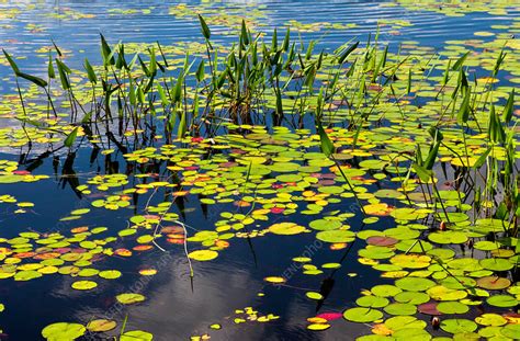 Freshwater Pond Littoral Zone Habitat - Stock Image - C034/2496 ...