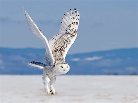 Snowy Owl wallpaper | 1600x1200 | #59089