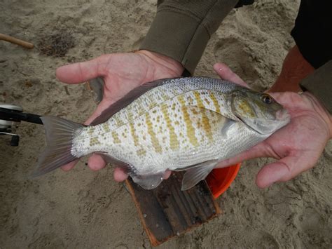 Early spring surfperch | Western Outdoor News