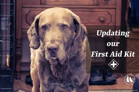 Updating Our Canine First Aid Kit - 2 Brown Dawgs Blog