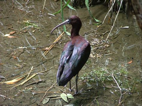 Glossy Ibis - Birds SA