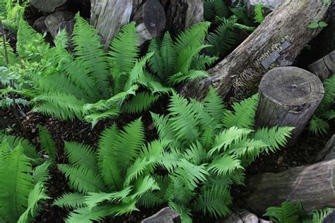 Woodland Fern Garden Gallery | Ferns garden, Border plants, Fern plant