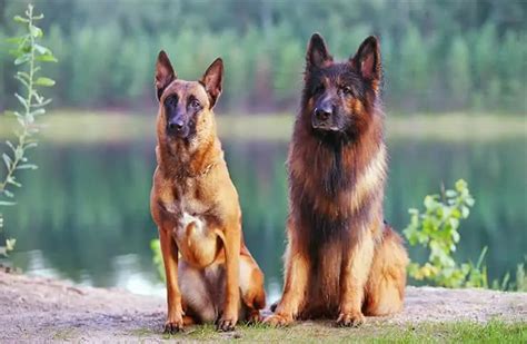 German Shepherd Belgian Malinois Mix: What You Need To Know