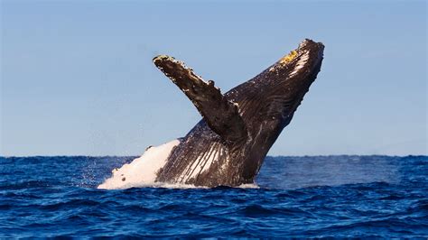 Whale | San Diego Zoo Animals & Plants