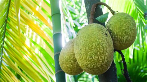 Download Lush Dwarf Jackfruit Tree Wallpaper | Wallpapers.com