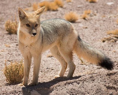 Andean Fox by Harald Dessl on 500px | Fox species, Fox, Animals wild