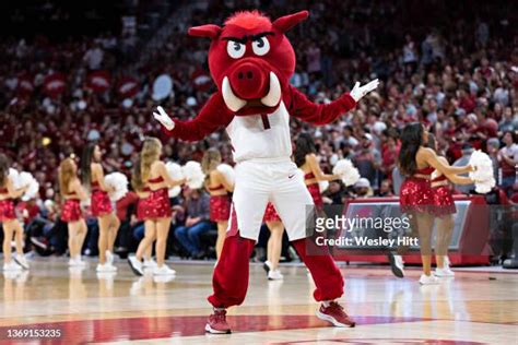 Arkansas Mascot Photos and Premium High Res Pictures - Getty Images