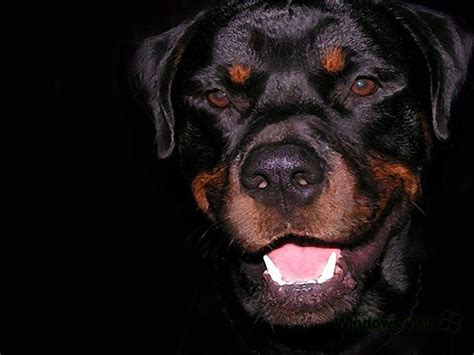 Angry Rottweiler Wallpaper Hd