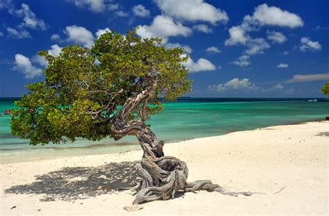 10 Best Beaches in Aruba | PlanetWare