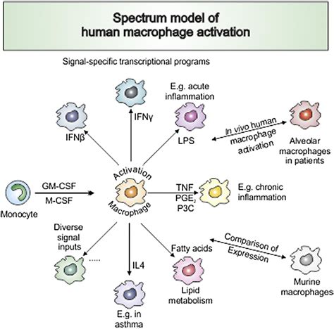 Transcriptome-Based Network Analysis Reveals a Spectrum Model of Human ...