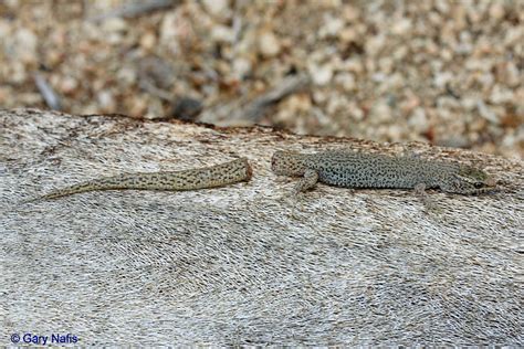 Desert Night Lizard - Xantusia vigilis