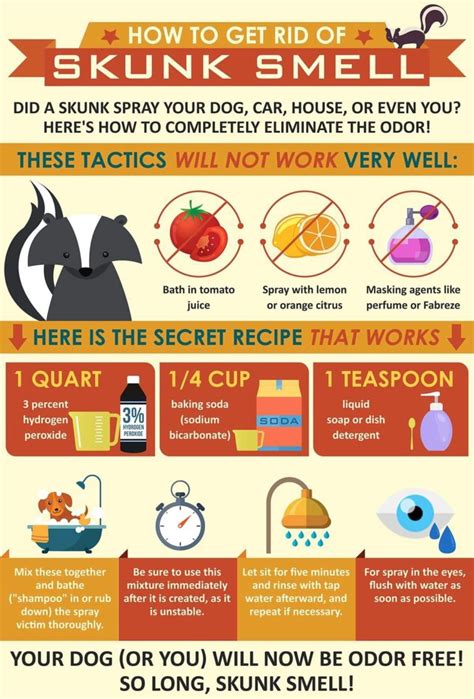 Visual : How To Get Rid Of Skunk Smell - Infographic.tv - Number one ...