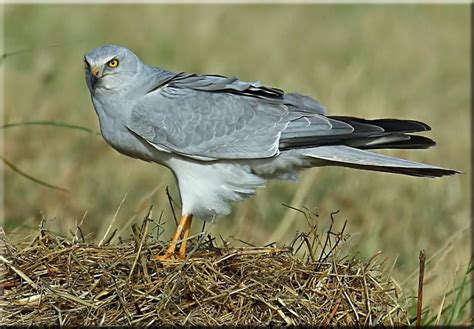 Pallid Harrier (Circus macrourus) Male Harrier | Birds, Migratory birds