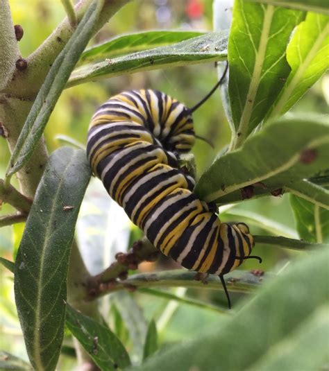 BirdCam on Cheltenham: Monarch Caterpillar!