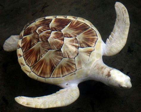 Another albino sea turtle. They look so cool! | Turtle, Albino animals, Turtle care