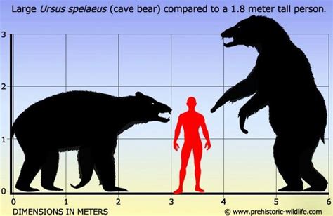 Ancient cave bears were bigger than the largest grizzly bear we have ...