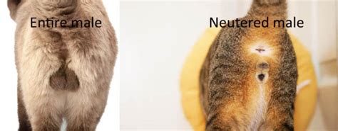 6 Reasons to Neuter a Cat - Cat-World