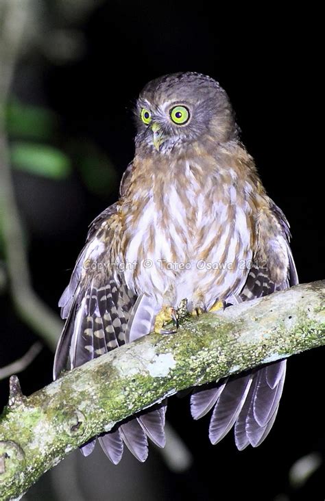 Hawk Owls of Negros and Cebu | Philippine Bird Photography Forum