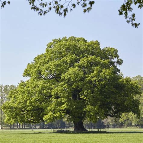 The mighty English oak - Tree - Bite Sized Britain - Britain’s amazing history and culture