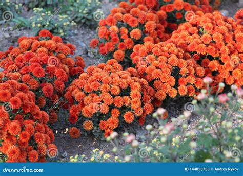 Beautiful Orange Chrysanthemums in Garden Stock Image - Image of autumn, color: 144023753