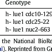 Schizosaccharomyces pombe strains used in this study. | Download Table