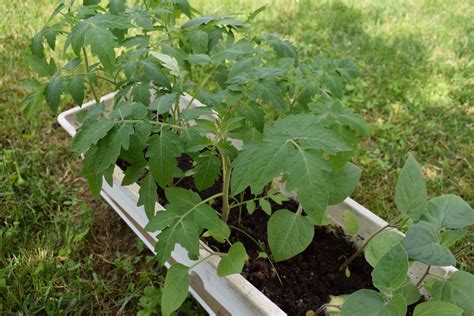 Identifying Tomato Plants