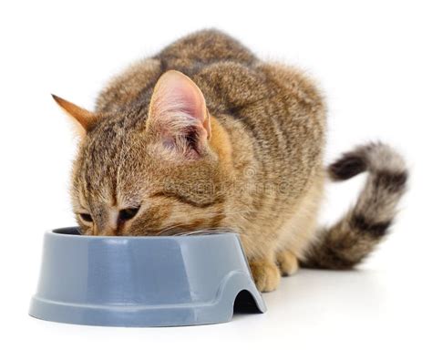 Cat eating dry food stock photo. Image of pets, color - 196448622