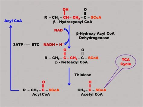 Beta-oxidation of fatty acids