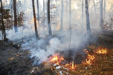 Forest Fire. a Lot of Smoke when Wildfire Stock Photo - Image of smoke, forest: 251593122