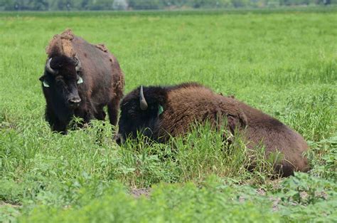 Crane Trust Nature and Visitor Center - Green Shoe Diaries Blog: BUFFALO STAMPEDE 5K–JULY 20, 2013