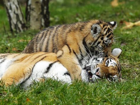 Adorable tiger cubs meet their dad for the 1st time - ABC News