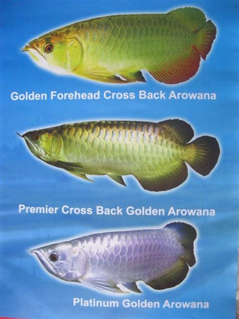 flowerhorn, pond, aquarium,tips,water,plant: Types Of Arowana- Golden Forehead Cross Back ...