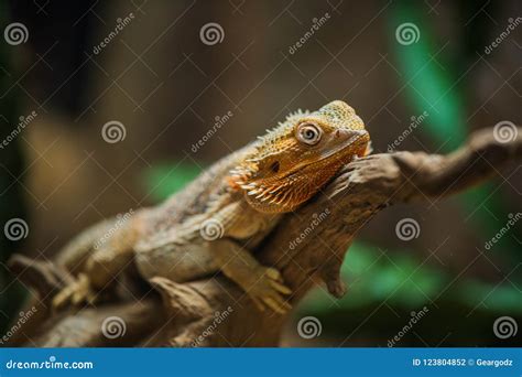 Common Bearded Dragon Pogona Barbata on Wood Stock Photo - Image of ...