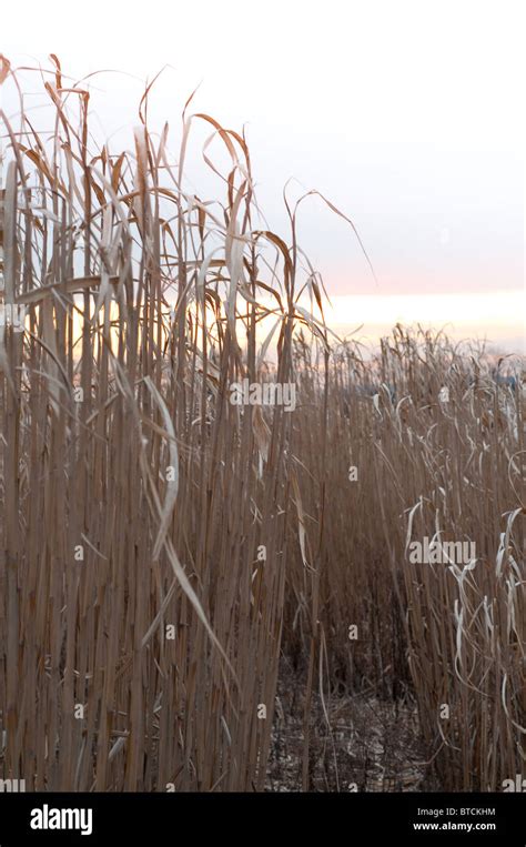 Miscanthus 'elephant grass' biomass energy crop Stock Photo - Alamy