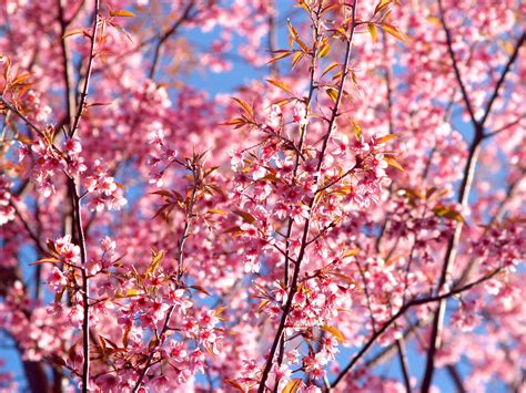 8 Beautiful Japanese Words For Cherry Blossom Season