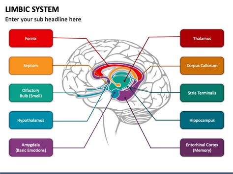 Limbic System Structures