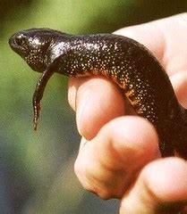 Protection of Emys orbicularis and amphibians in the North European lowlands - Triturus cristatus