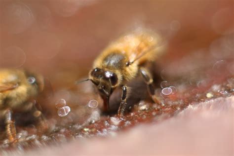 Bee drinking water macro photography Free Photo Download | FreeImages