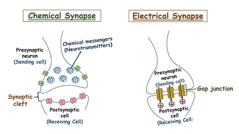 Diagram Of An Electrical Synapse Synapse Synaptic Pearson Ne