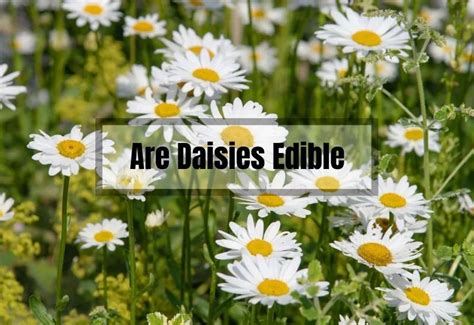 Are Daisies Edible? A Friendly Guide to Eating These Cheerful Flowers ...