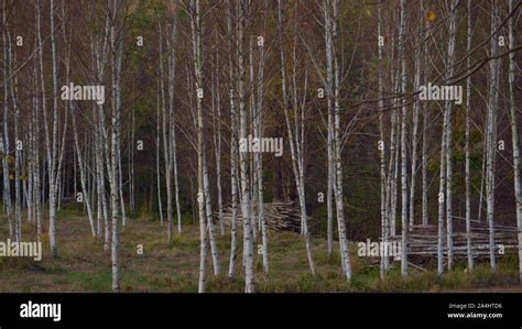 Silver birch forest hi-res stock photography and images - Alamy