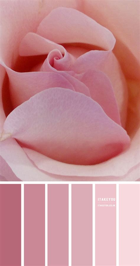 Pink Rose Colour Scheme | Shades of pink colour palette | Pink Combos