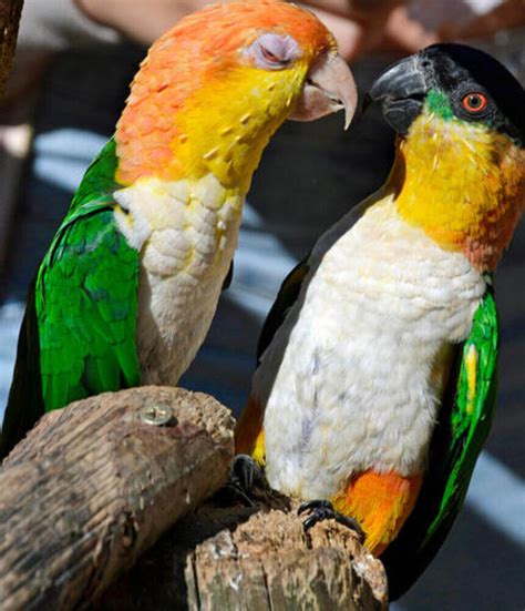 Tropical Birdland Leicester | Destination Leicestershire