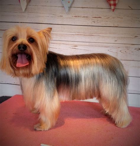 yorkie haircuts / yorkie hair styles | Yorkie haircuts, Yorkshire ...