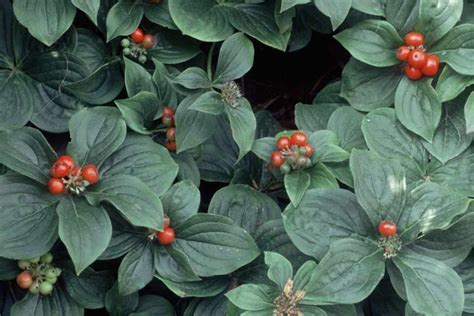 Cornus canadensis - BBC Gardeners World Magazine