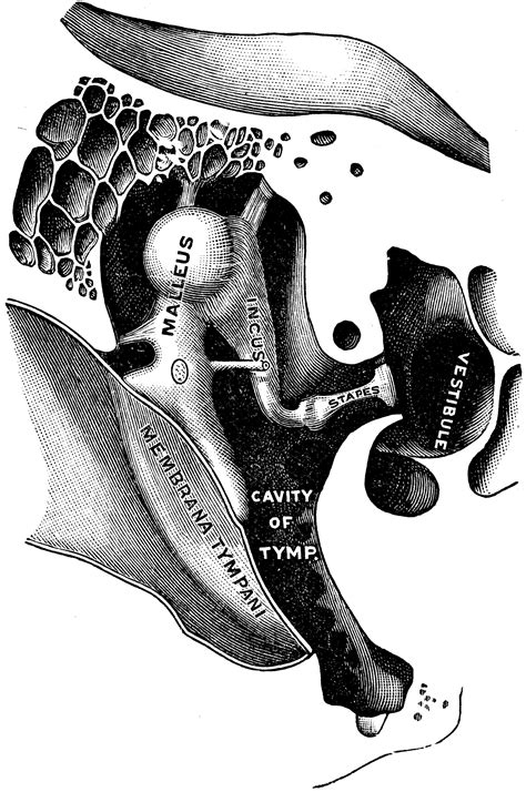 Ossicles of the Tympanum | ClipArt ETC