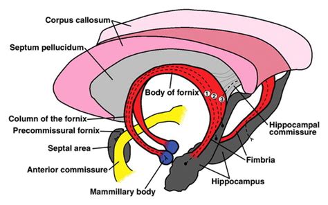 The Fornix in Health and Disease: An Imaging Review | RadioGraphics